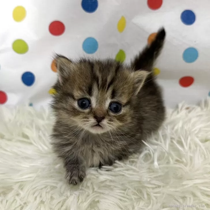 ミヌエット(短足)【福岡県・男の子・2025年10月19日・ブラウンタビー】の写真1