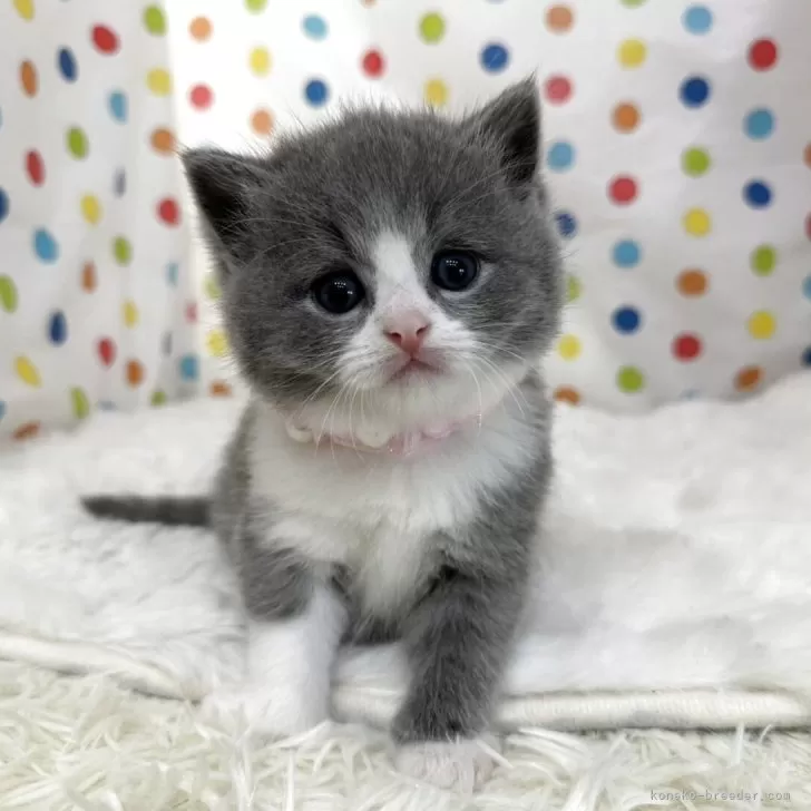 ID：2606-00143の子猫