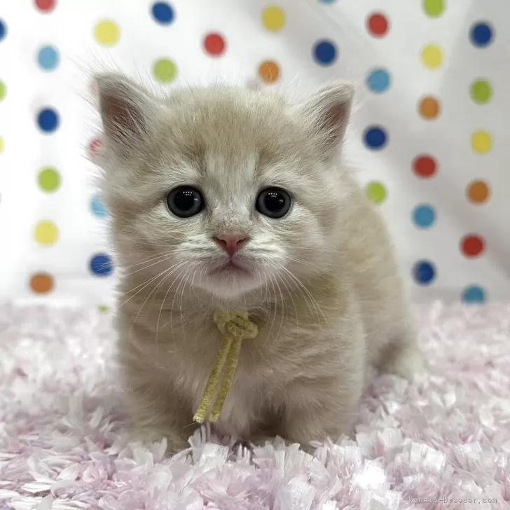 福ちゃん 様のお迎えした子猫