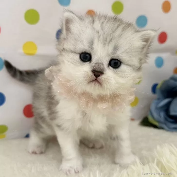 ID：2504-00494の子猫