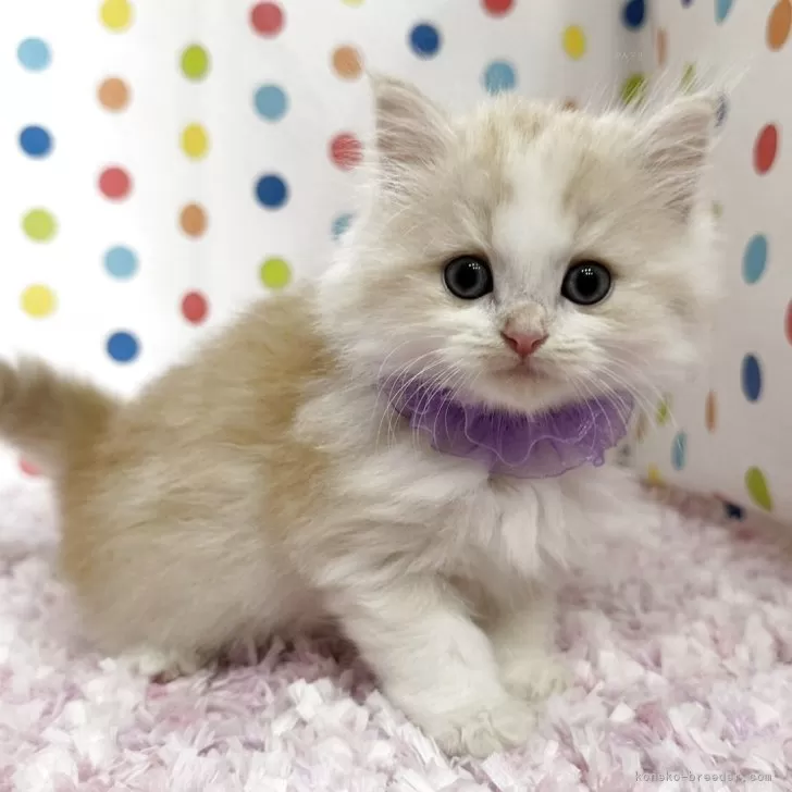 M.N 様のお迎えした子猫