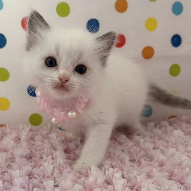 ID：2608-51815の子猫