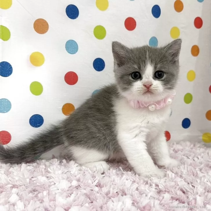 ID：2509-01414の子猫