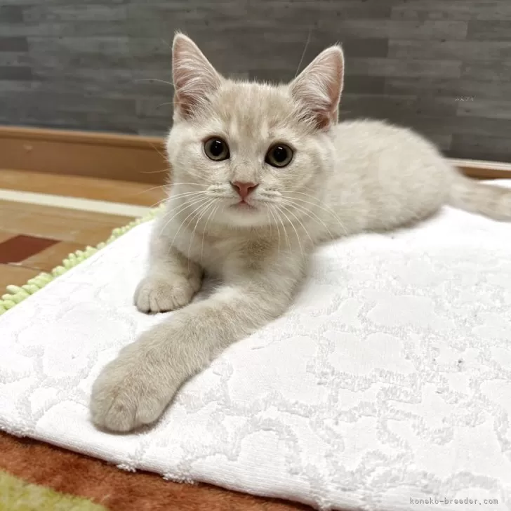 ID:2505-02805の子猫