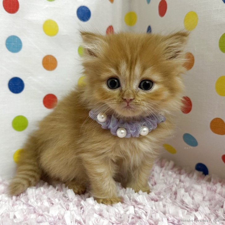 ブリーダー画像