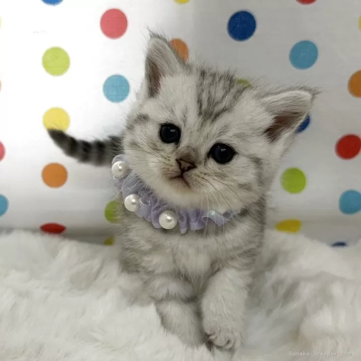 ミヌエット(長足)【福岡県・女の子・2025年10月12日・シルバータビー】の写真1