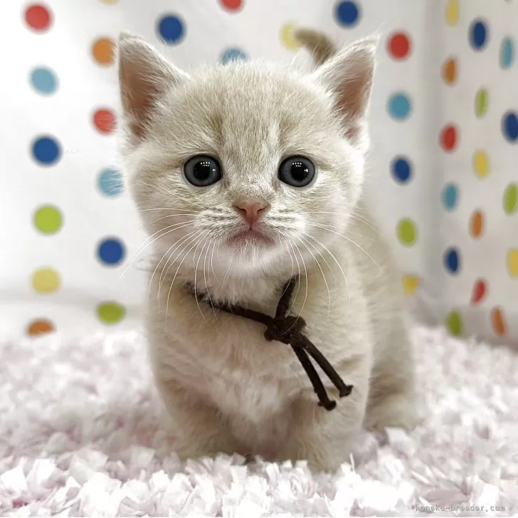 ID:2510-01502の子猫