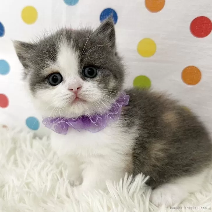 ID:2505-03851の子猫