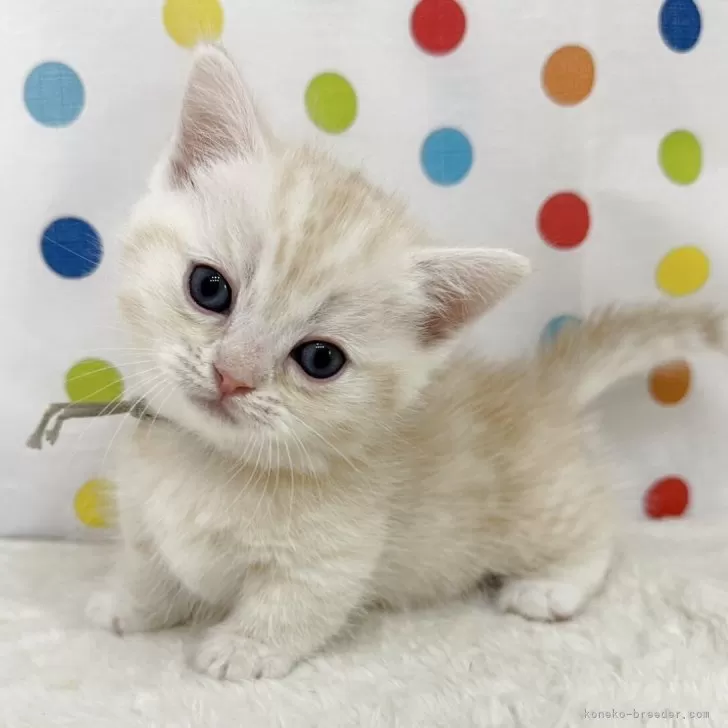 いそ 様のお迎えした子猫