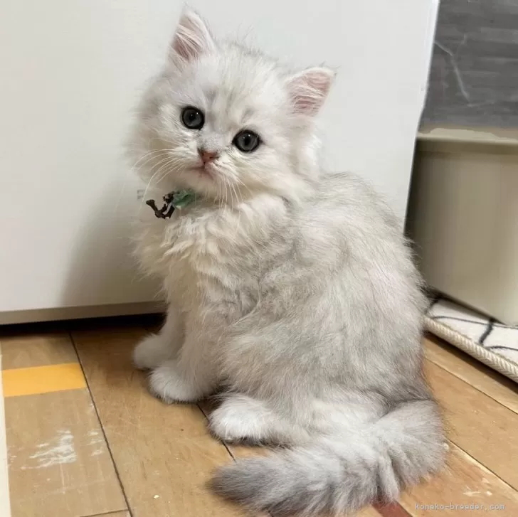 ID：2504-00504の子猫