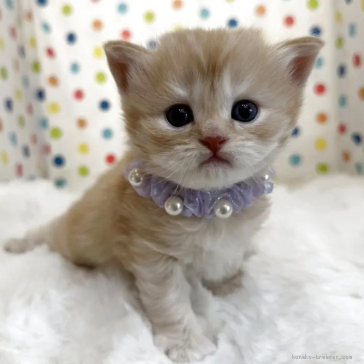 ID：2608-51980の子猫