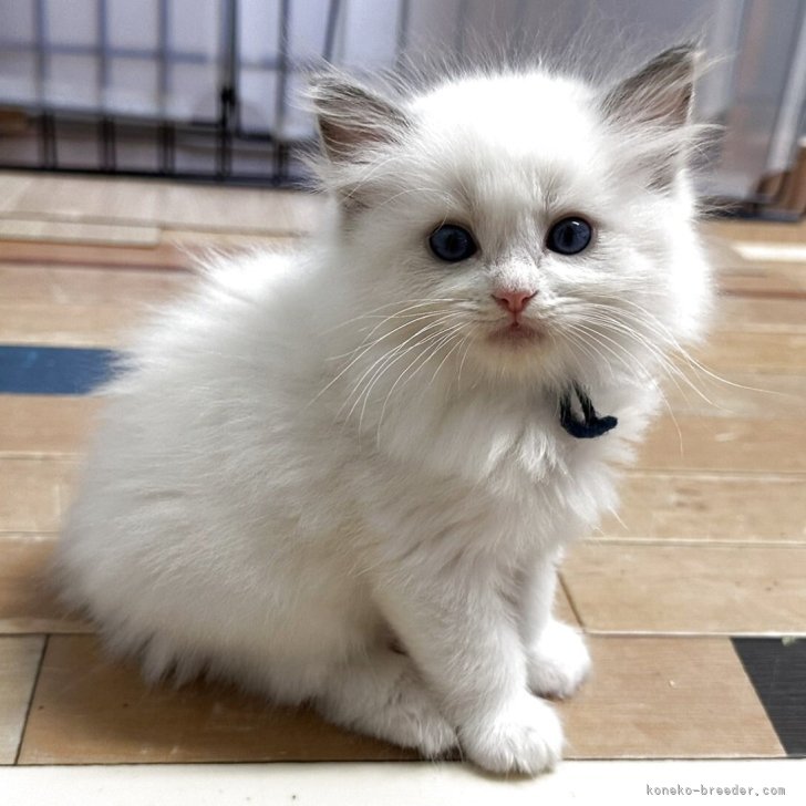 ブリーダー画像