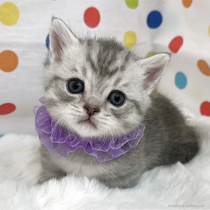 N.S 様のお迎えした子猫