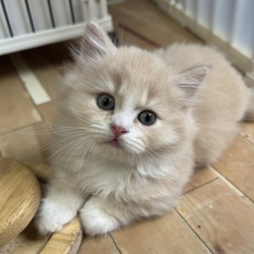 マンチカン(短足)