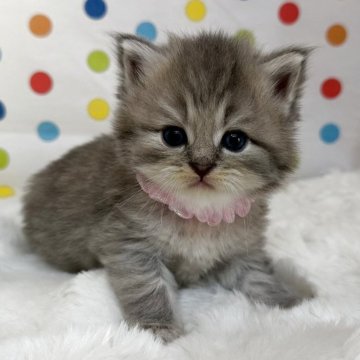 ミヌエット(長足)【福岡県・女の子・2026年6月18日・ブルーパッチドタビー】の写真「可愛いキティがたくさん誕生しています」