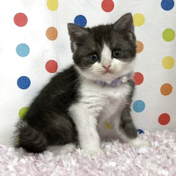 ミヌエット(長足)【福岡県・男の子・2025年9月22日・ブラック&ホワイト】の写真「きれいなハチワレのミヌエットちゃん」