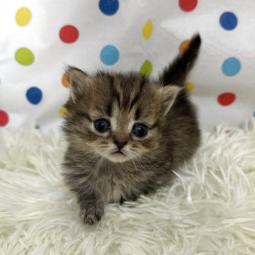 ミヌエット(短足)【福岡県・男の子・2025年10月19日・ブラウンタビー】の写真「今後ますます可愛くなってきます😻」