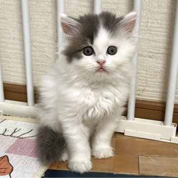マンチカン(長足)【福岡県・男の子・2025年6月23日・ブルーホワイト】の写真「おめめクリクリ！可愛いお顔立ちのマンチカンボーイ」