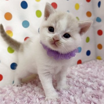 マンチカン(長足)【福岡県・男の子・2026年4月11日・クリームタビーホワイト】の写真「まんまるお顔にクリクリおメメ❤️」