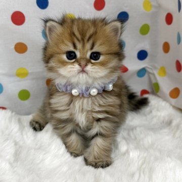 ペルシャ(チンチラ)【福岡県・女の子・2025年8月14日・チンチラゴールデン】の写真「たぬきさんのような可愛いチンチラゴールデン❤️」