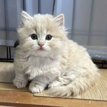マンチカン(短足)【福岡県・女の子・2025年7月31日・クリーム】の写真「ぜひご見学にお越しくださいませ😊」