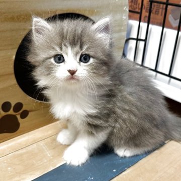マンチカン(長足)【福岡県・男の子・2025年6月2日・ブルーホワイト】の写真「可愛いお顔立ちのマンチカン長足くん」