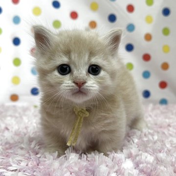 マンチカン(短足)【福岡県・女の子・2025年9月3日・クリーム】の写真「可愛いお顔立ちのマンチカン姫❤️」