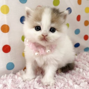 マンチカン(長足)【福岡県・女の子・2025年6月23日・ダイリュートキャリコ】の写真「綺麗なハチワレのダイリュートキャリコ❤️」