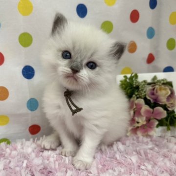 ラグドール【福岡県・女の子・2025年2月17日・ブルーポイントバイカラー】の写真「明るく朗らかなラグドール」
