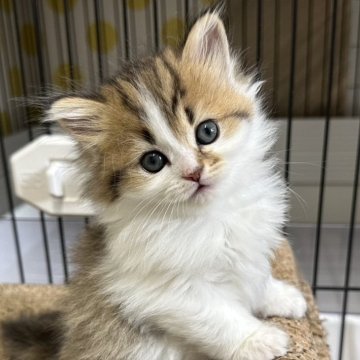 ミヌエット(長足)【福岡県・女の子・2025年7月31日・ブラウンタビーホワイト】の写真「ぜひご見学にお越しくださいませ😊」