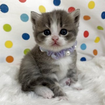 ミヌエット(長足)【福岡県・男の子・2026年6月8日・ブルータビーホワイト】の写真「実物はもっともっと可愛いですよ❤️」