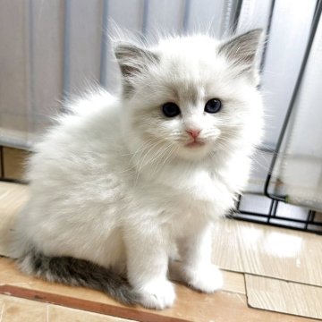 ラグドール【福岡県・女の子・2026年3月6日・ブルーポイントバイカラー】の写真「今後ますます可愛くなります😊」