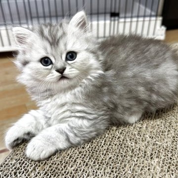 ミヌエット(長足)【福岡県・男の子・2025年4月28日・シルバータビーホワイト】の写真「可愛いお顔立ちのミヌエット君❤️」