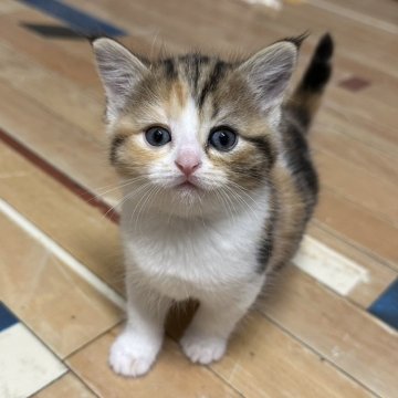 ミヌエット(長足)【福岡県・女の子・2025年10月19日・ブラウンパッチドタビーホワイト】の写真「今後ますます可愛くなってきます😻」