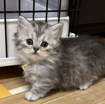 ミヌエット(短足)【福岡県・男の子・2025年7月2日・シルバータビー】の写真「おっとりマイペースな短足君」