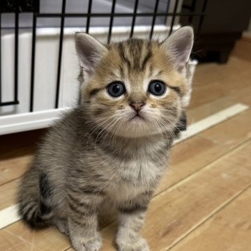 ミヌエット(長足)【福岡県・男の子・2025年10月19日・ブラウンタビー】の写真「今後ますます可愛くなってきます😻」