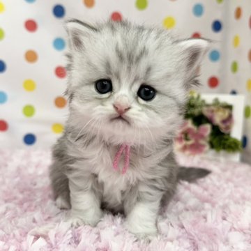 ミヌエット(長足)【福岡県・女の子・2025年2月14日・シルバータビーホワイト】の写真「可愛いお顔立ちのバレンタイン姫」