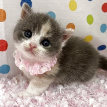 マンチカン(短足)【福岡県・女の子・2025年6月23日・ダイリュートキャリコ】の写真「ムチムチコロコロ！おめめクリクリ❤️」
