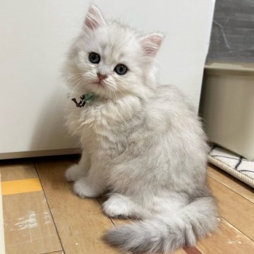 ペルシャ(チンチラ)【福岡県・女の子・2025年2月19日・チンチラシルバー】の写真「可愛いお顔立ちのチンチラシルバー」