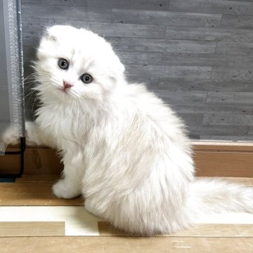 マンチカン(長足)【福岡県・男の子・2025年4月16日・カメオタビーホワイト】の写真「ムチムチコロコロのマンチカン❤️」