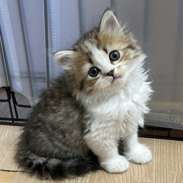 ミヌエット(長足)【福岡県・男の子・2025年7月31日・ブラウンタビーホワイト】の写真「ぜひご見学にお越しくださいませ😊」