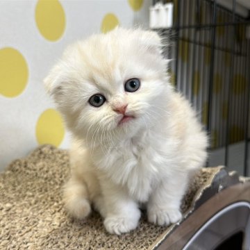 マンチカン(長足)【福岡県・女の子・2025年10月21日・レッドタビー】の写真「今後ますます可愛くなってきますよ😻」