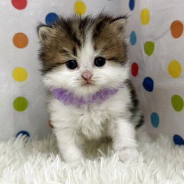 ミヌエット(長足)【福岡県・男の子・2025年11月2日・ブラウンタビーホワイト】の写真「今後ますます可愛くなってきます😻」