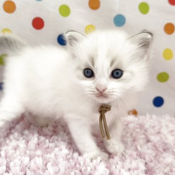 ラグドール【福岡県・女の子・2025年3月27日・ブルーリンクスポイント】の写真「今後ますます美猫さんになりますよ😸」