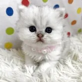 ペルシャ(チンチラ)