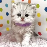 ペルシャ(チンチラ)