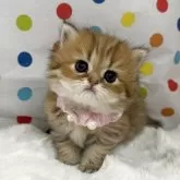 ペルシャ(チンチラ)