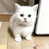 ミヌエット(短足)
