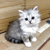 ミヌエット(長足)