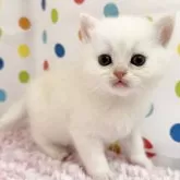ミヌエット(長足)
